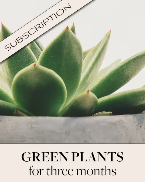Plant Subscription (3) Plant Plant Subscription (3) Plant