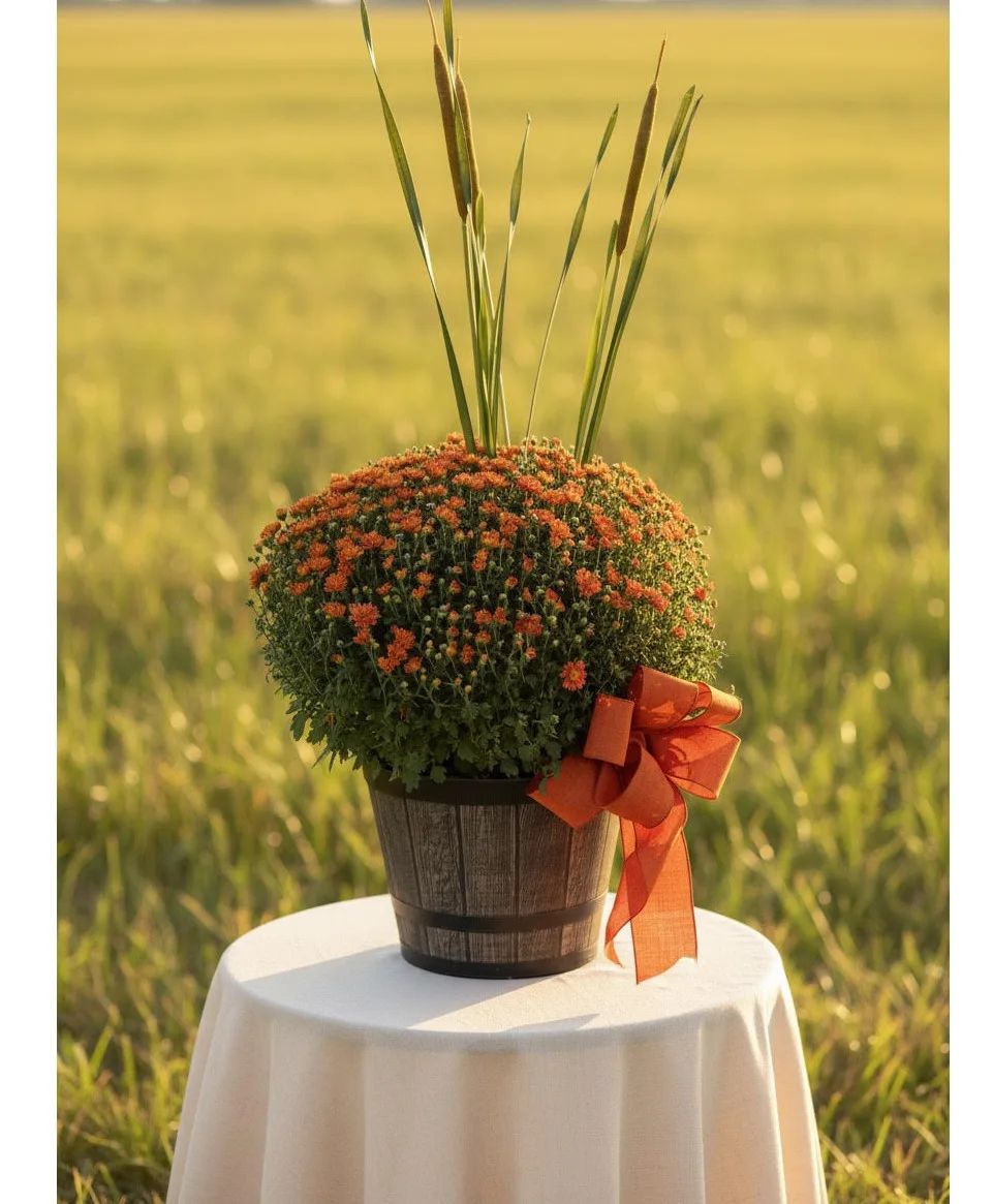 Garden Mum Fall Blooming Plant