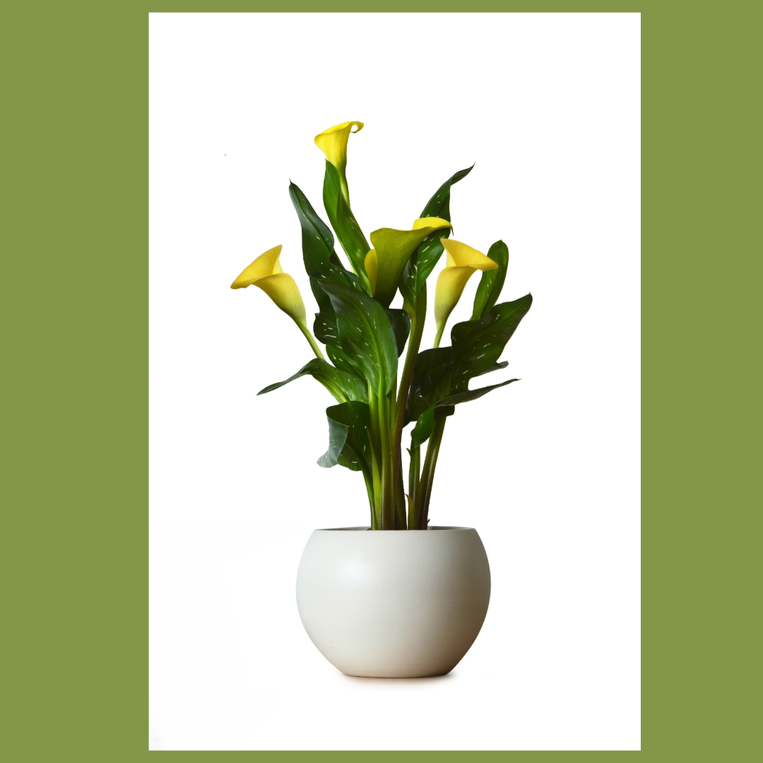 Calla Lilies potted Calla Lilies potted