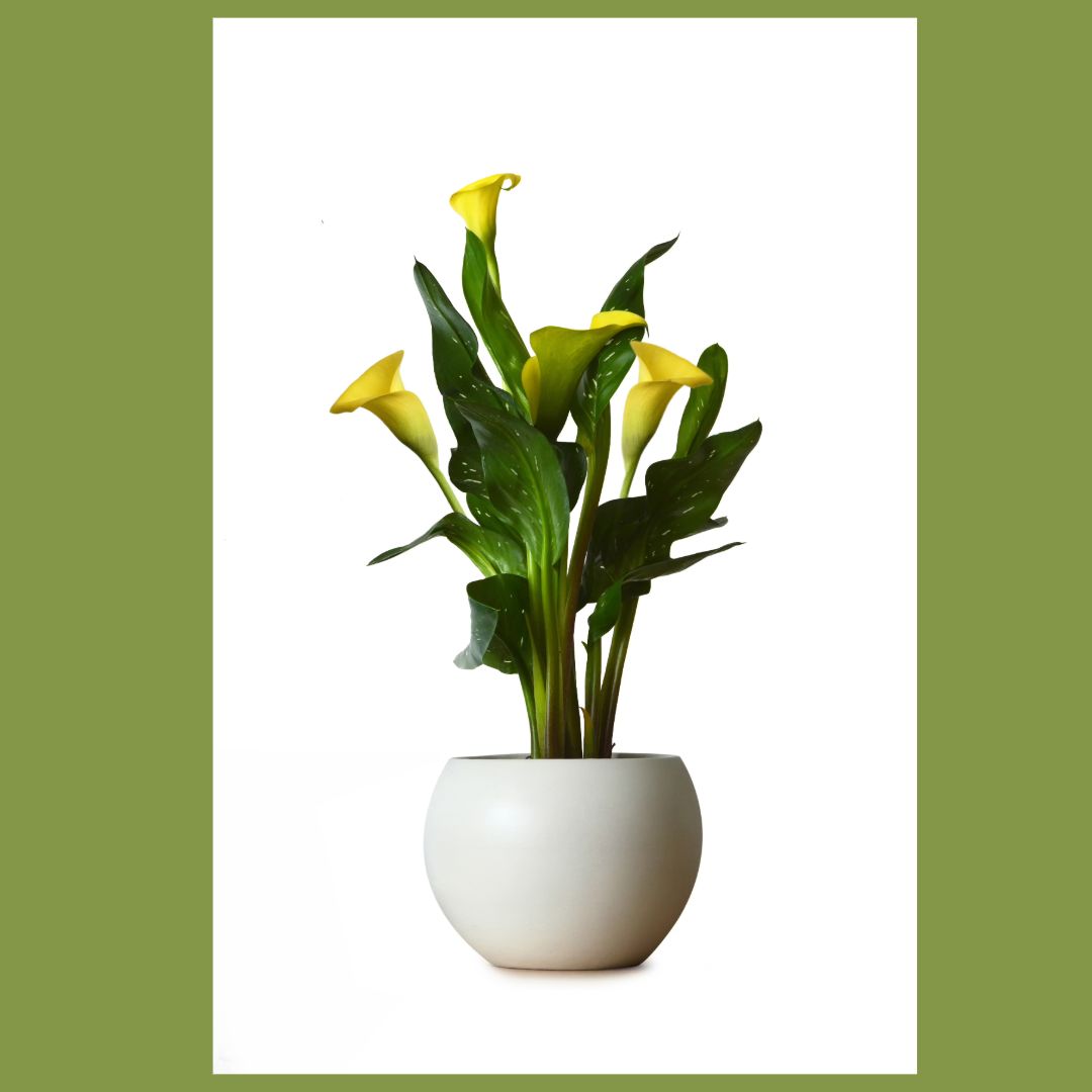 Calla Lilies potted