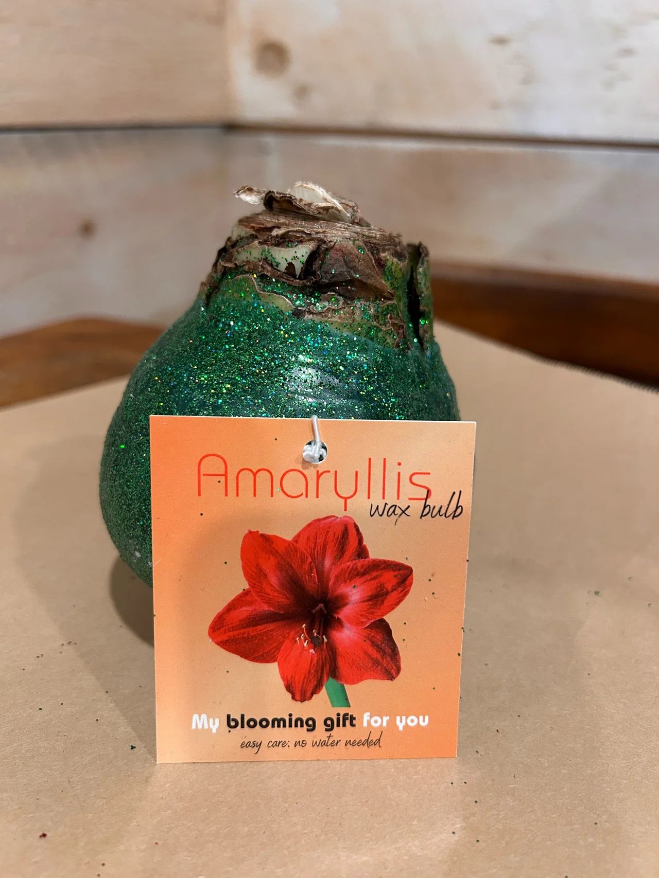 Premium Waxed Amaryllis Bulbs