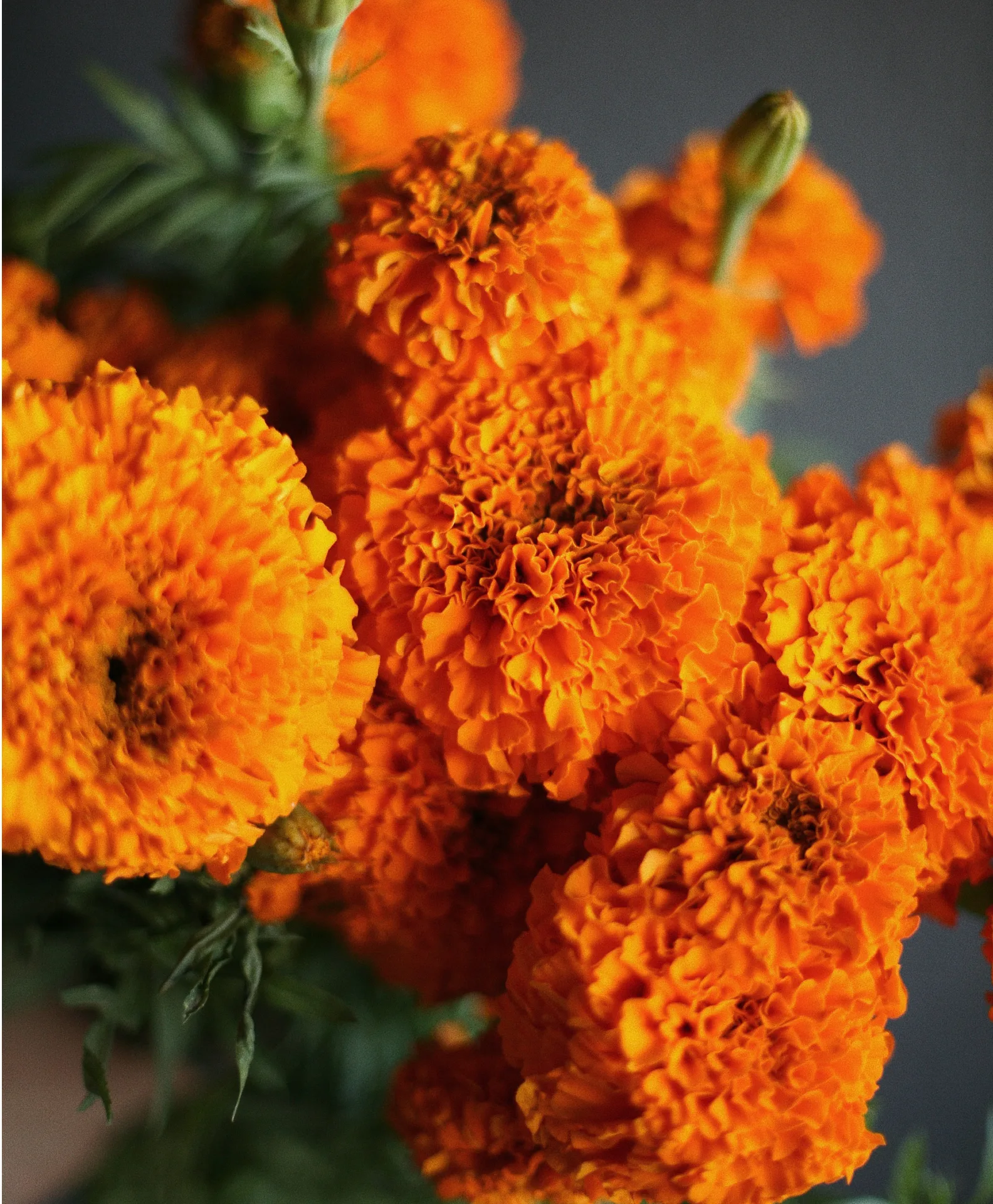 Pre Order - Marigold Bunches Pre Order - Marigold Bunches