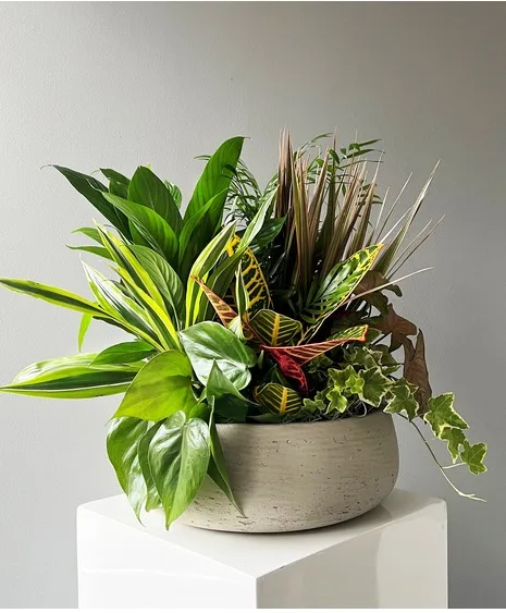 Designer's Choice Dish Garden MEDIUM TO MID LARGE Designer's Choice Dish Garden MEDIUM TO MID LARGE
