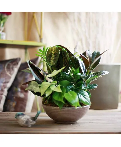 Designer's Choice Dish Garden MODEST TO MODEST MEDIUM Designer's Choice Dish Garden MODEST TO MODEST MEDIUM