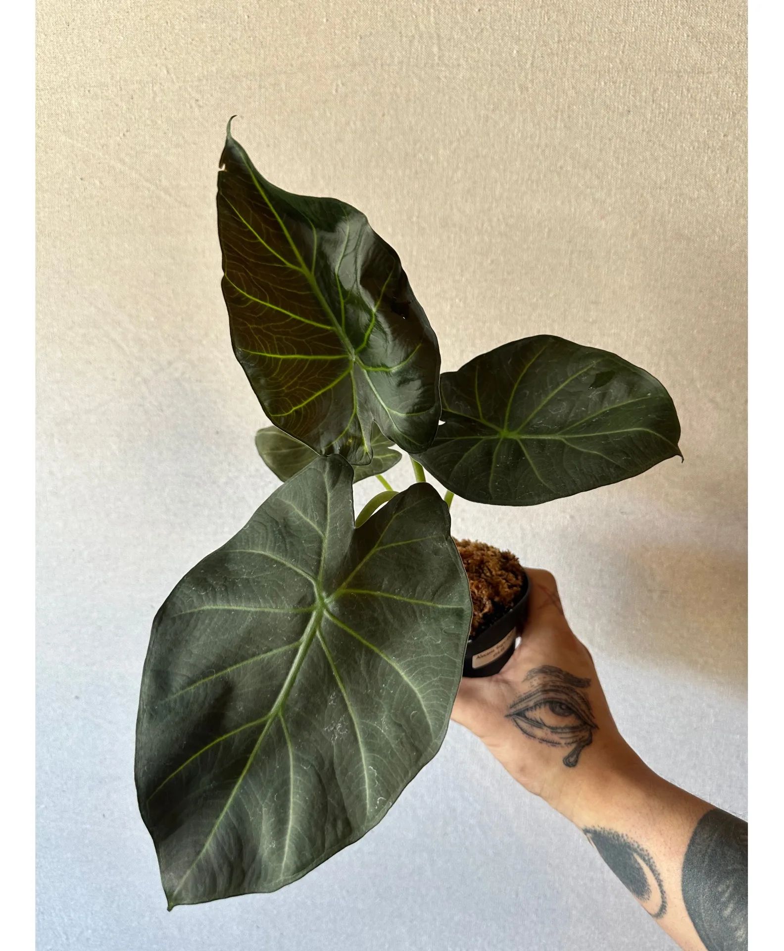 4" Alocasia 'Regal Shield'