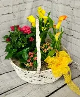 Premium Euro Basket Potted Plants(plants & containers will vary) Premium Euro Basket Potted Plants(plants & containers will vary)