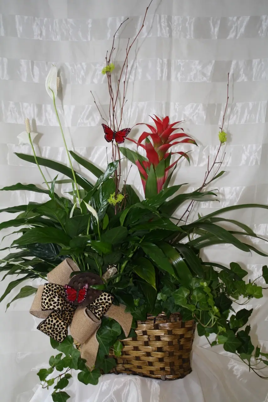 Tropical Garden Tropical Garden