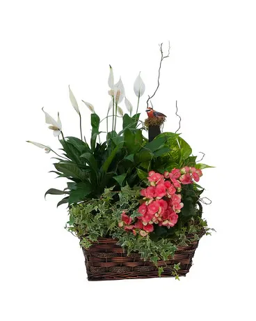 Designers Choice Dish Garden Designers Choice Dish Garden