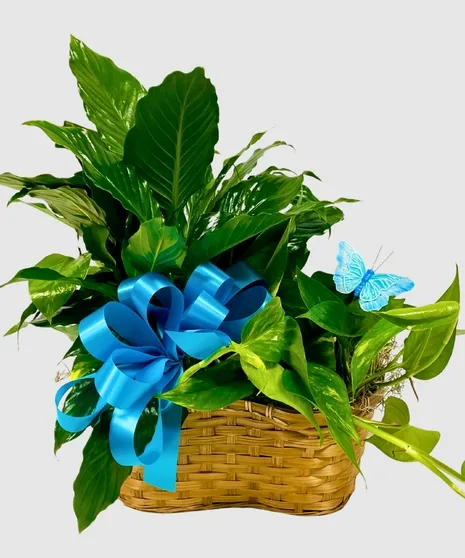 Luscious foliage, peanut basket Luscious foliage, peanut basket
