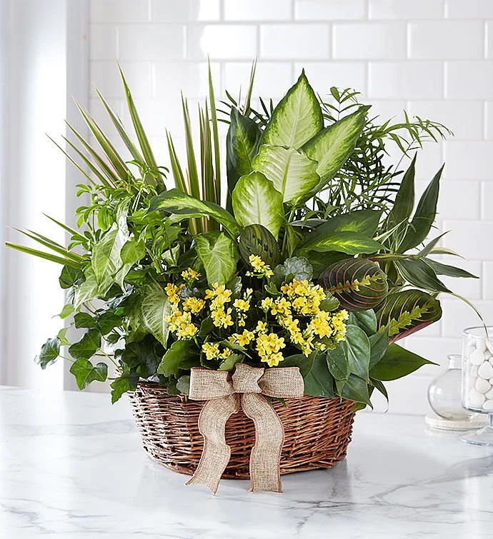 Designer dish garden