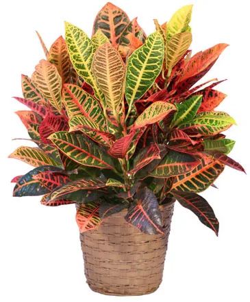 Sunset Croton