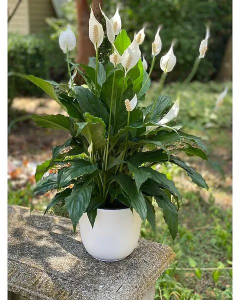Elegant Peace Lily