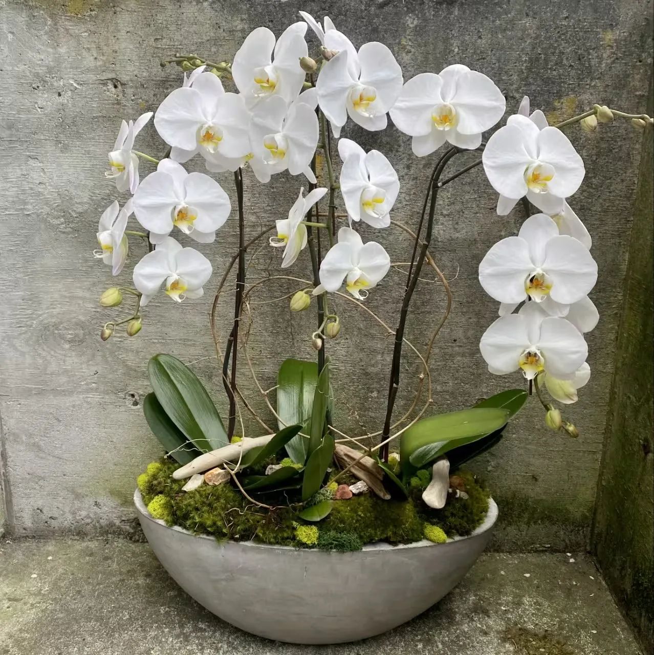 Waterfall orchids