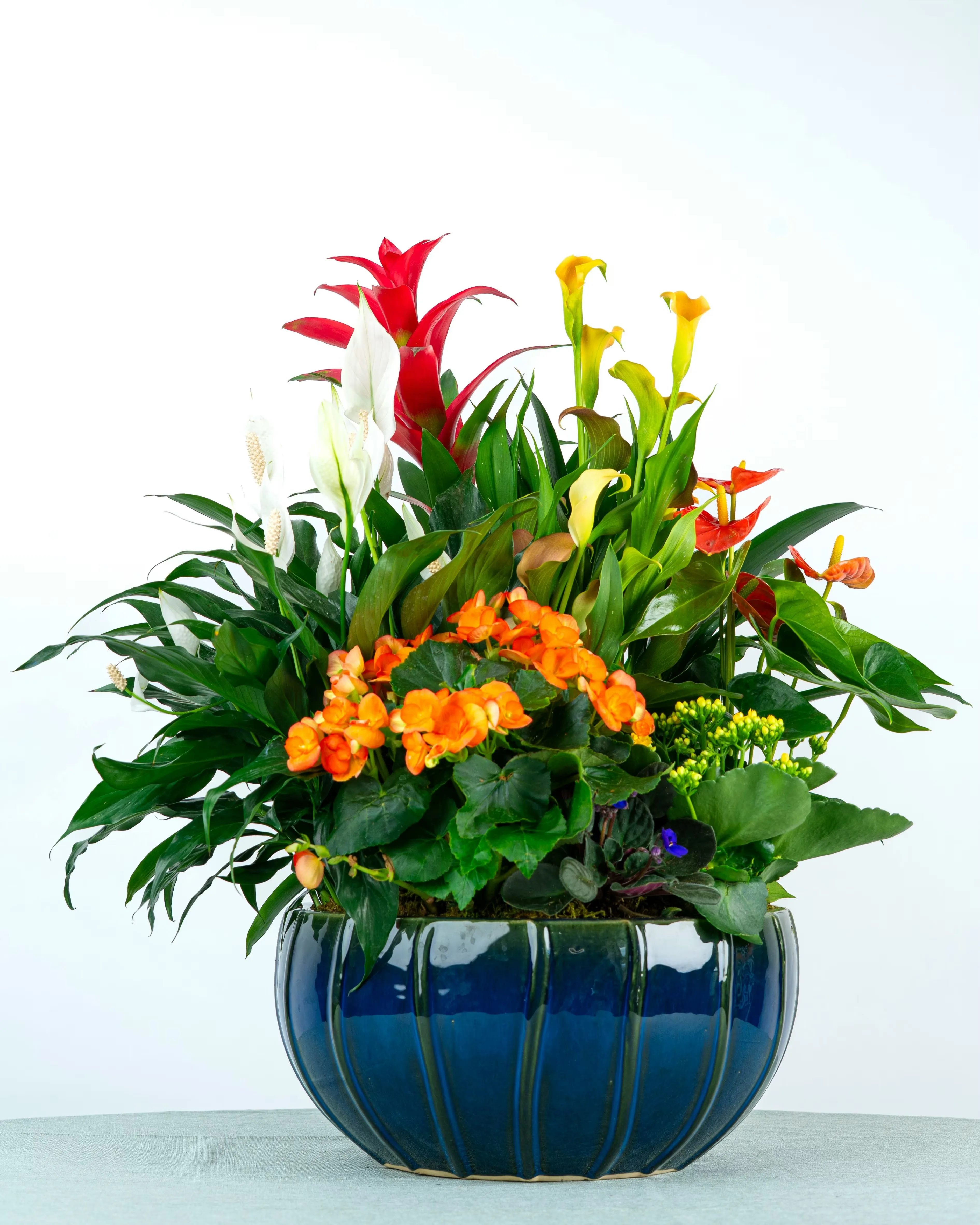 Luxurious foliage plants Luxurious foliage plants