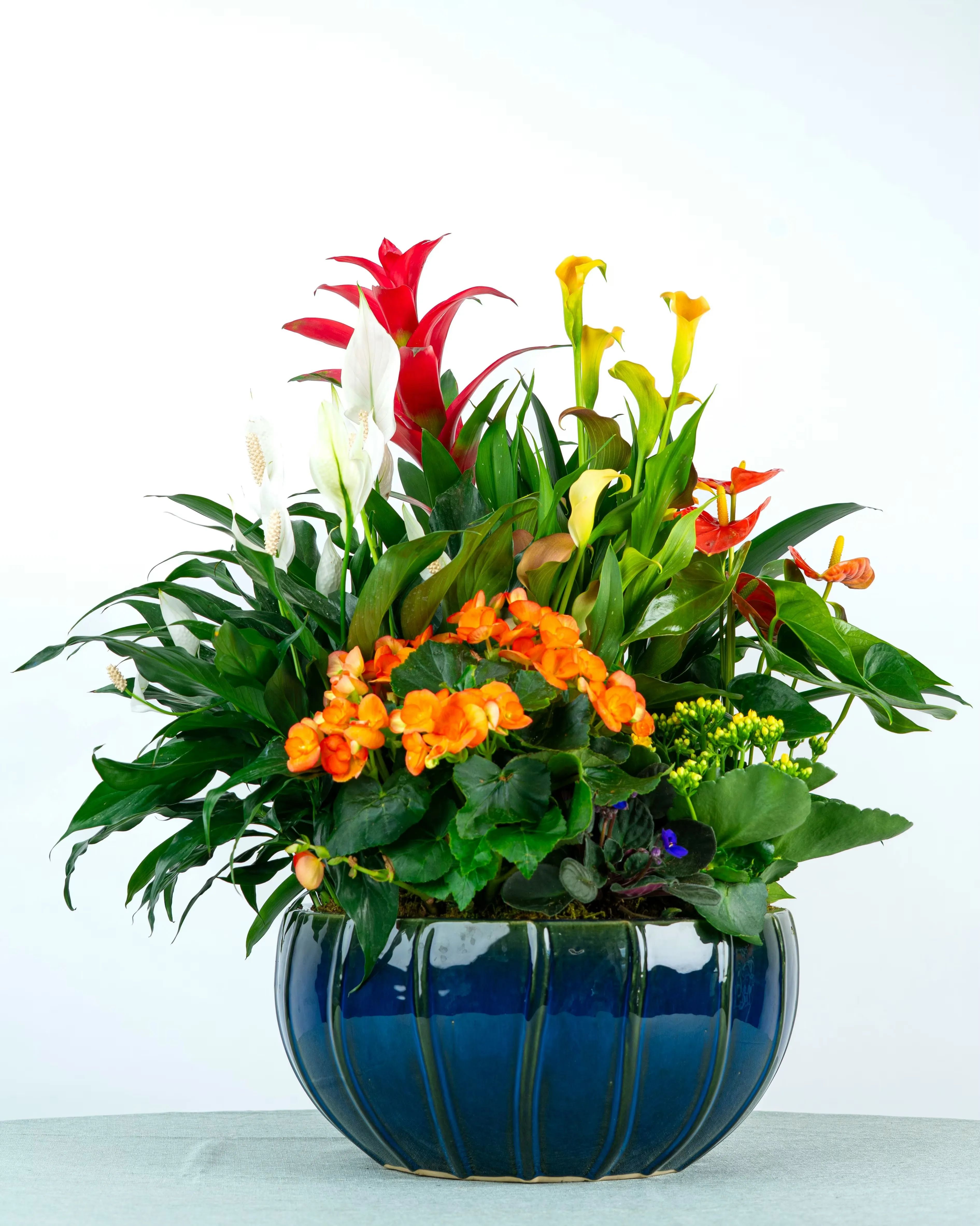 Luxurious foliage plants