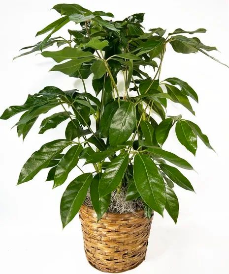 Large Amante Plant