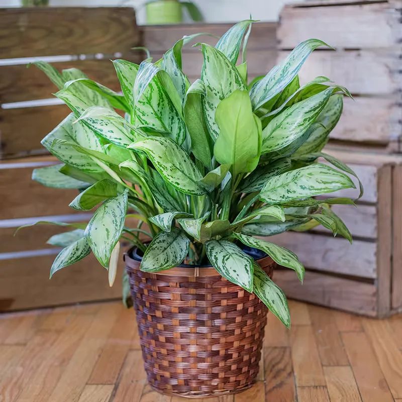 Silver Queen Plant