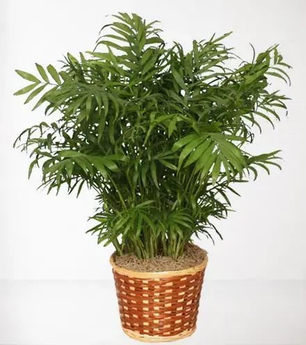 Large Palm Plant