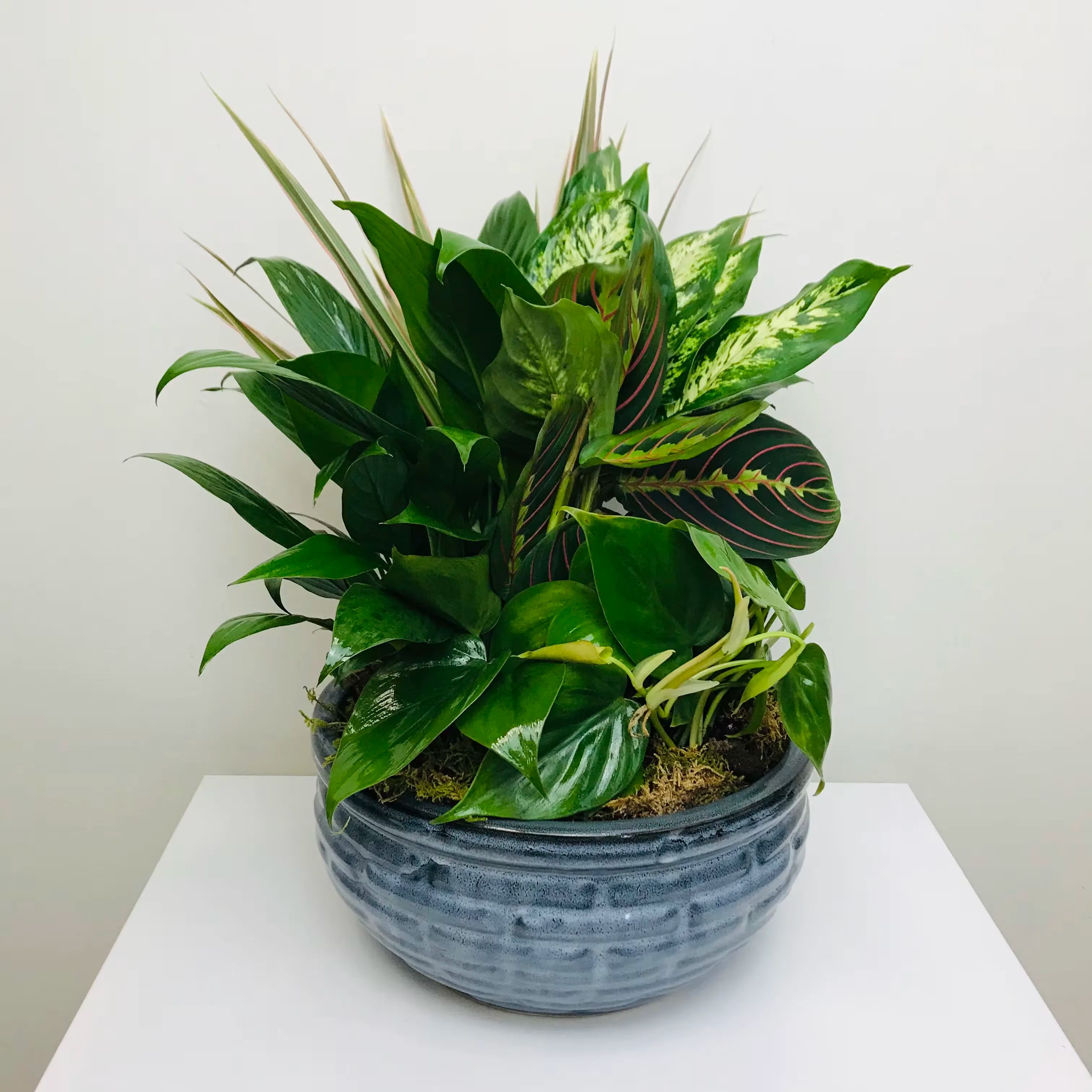 Medium Ceramic Dish Garden