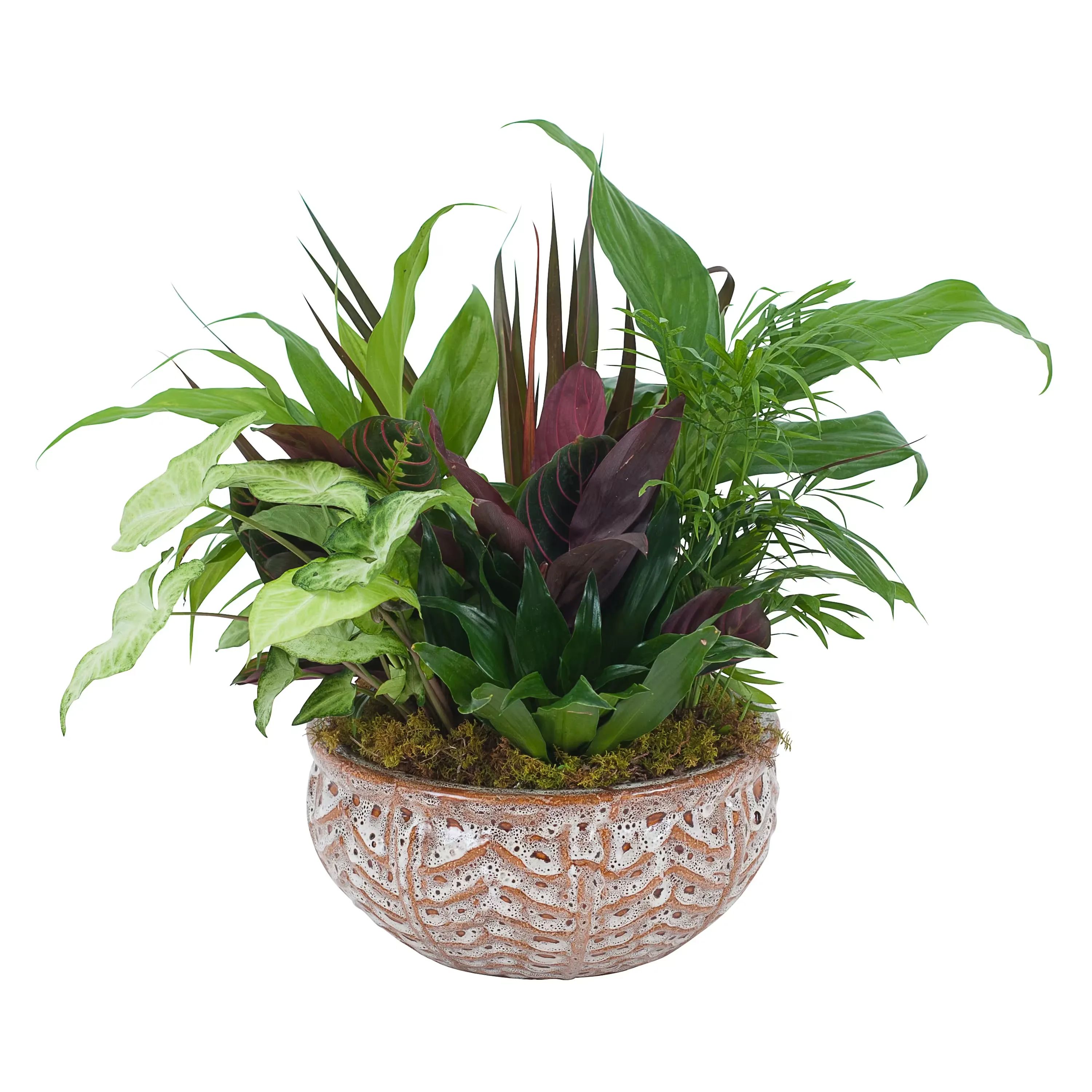 Large Ceramic Dish Garden