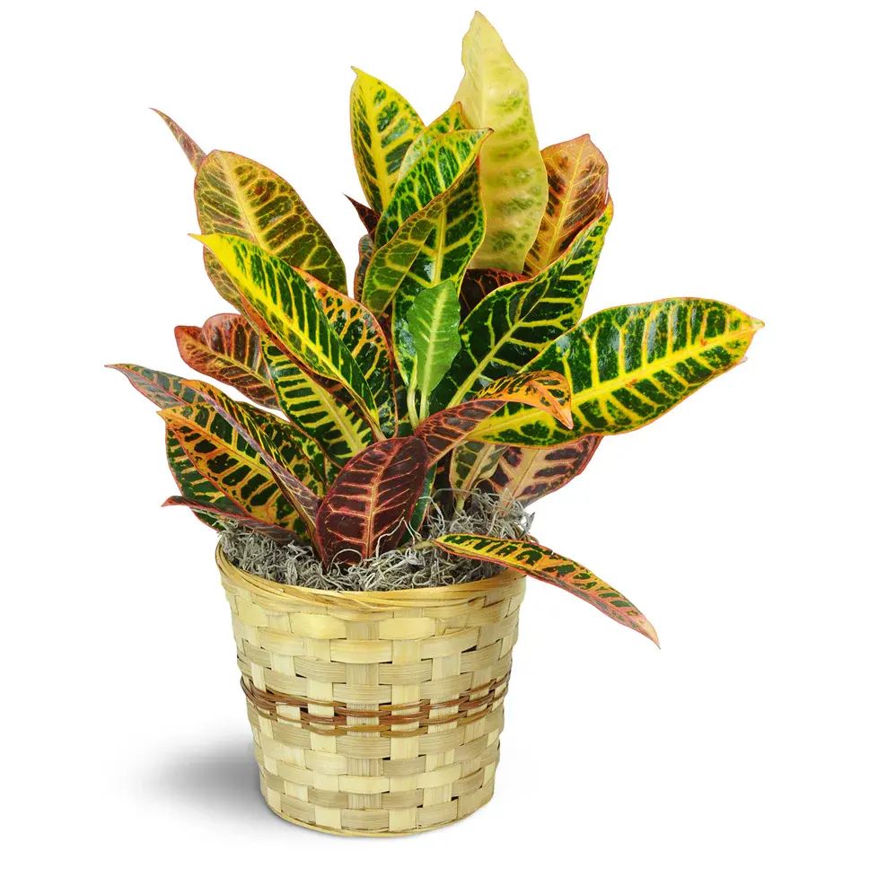 Croton Plant