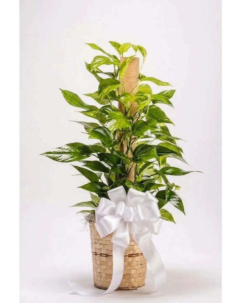 Classic Pole Pothos Ivy