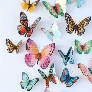 Butterflies (Complimentary Color) Butterflies (Complimentary Color) image