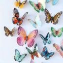 Butterflies (Complimentary Color) image