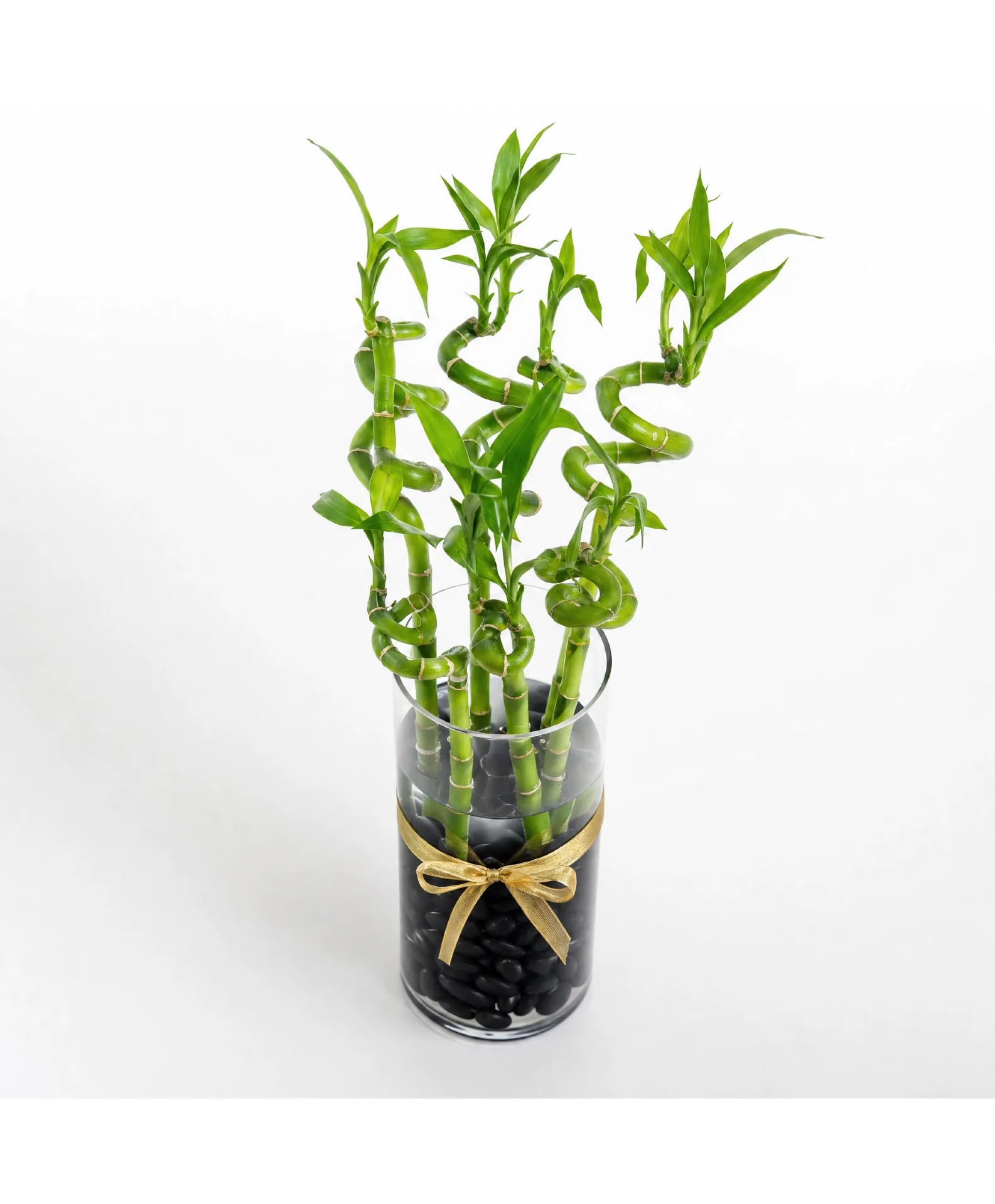 Good Fortune Lucky Bamboo Vase Plant Good Fortune Lucky Bamboo Vase Plant