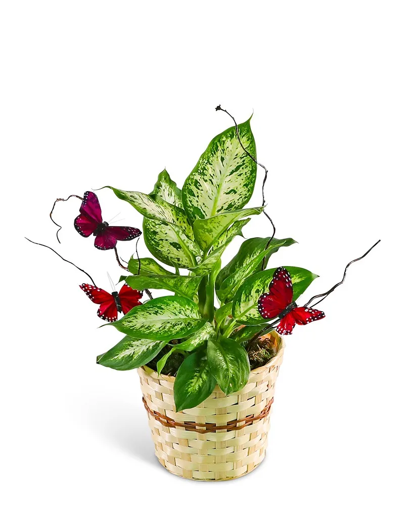 Butterfly Kisses Dieffenbachia Plant Plant Butterfly Kisses Dieffenbachia Plant Plant