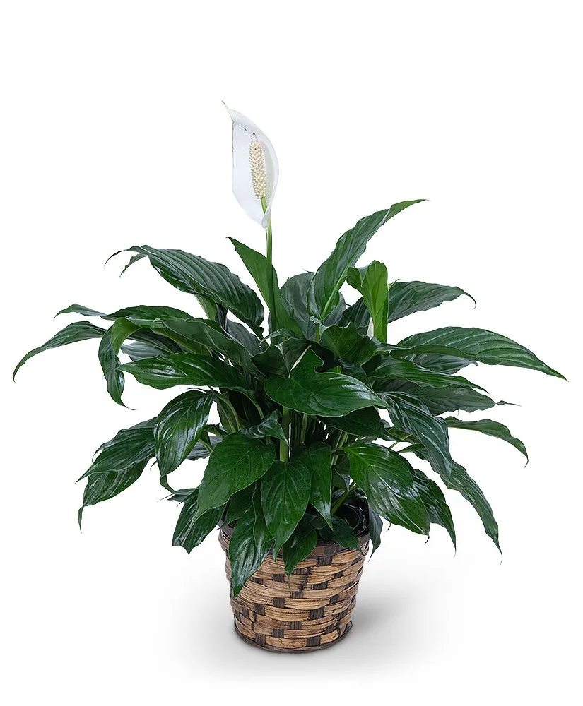 Peace Lily Plant Plant Peace Lily Plant Plant