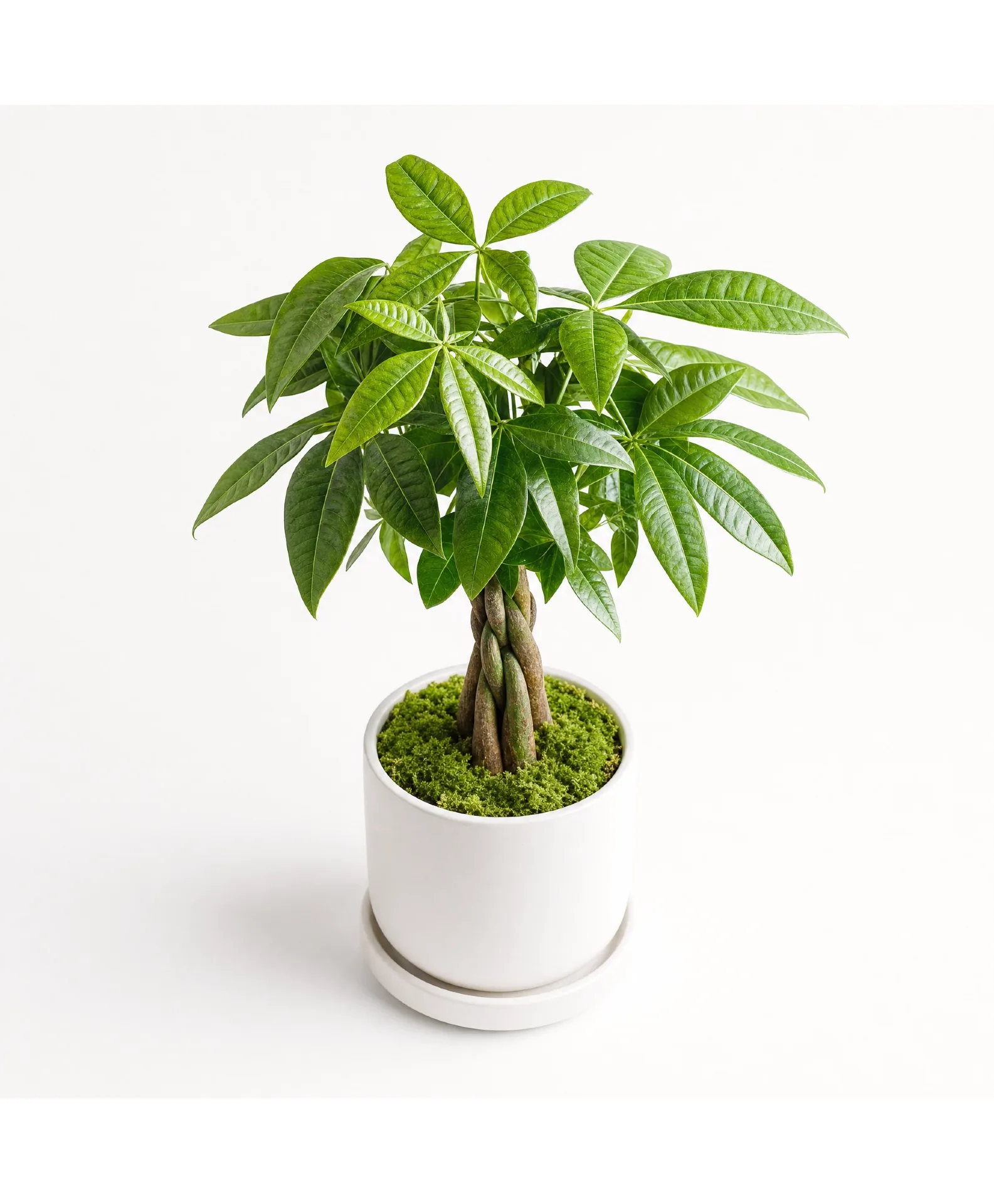 Prosperity Money Tree (Braided) Plant Prosperity Money Tree (Braided) Plant
