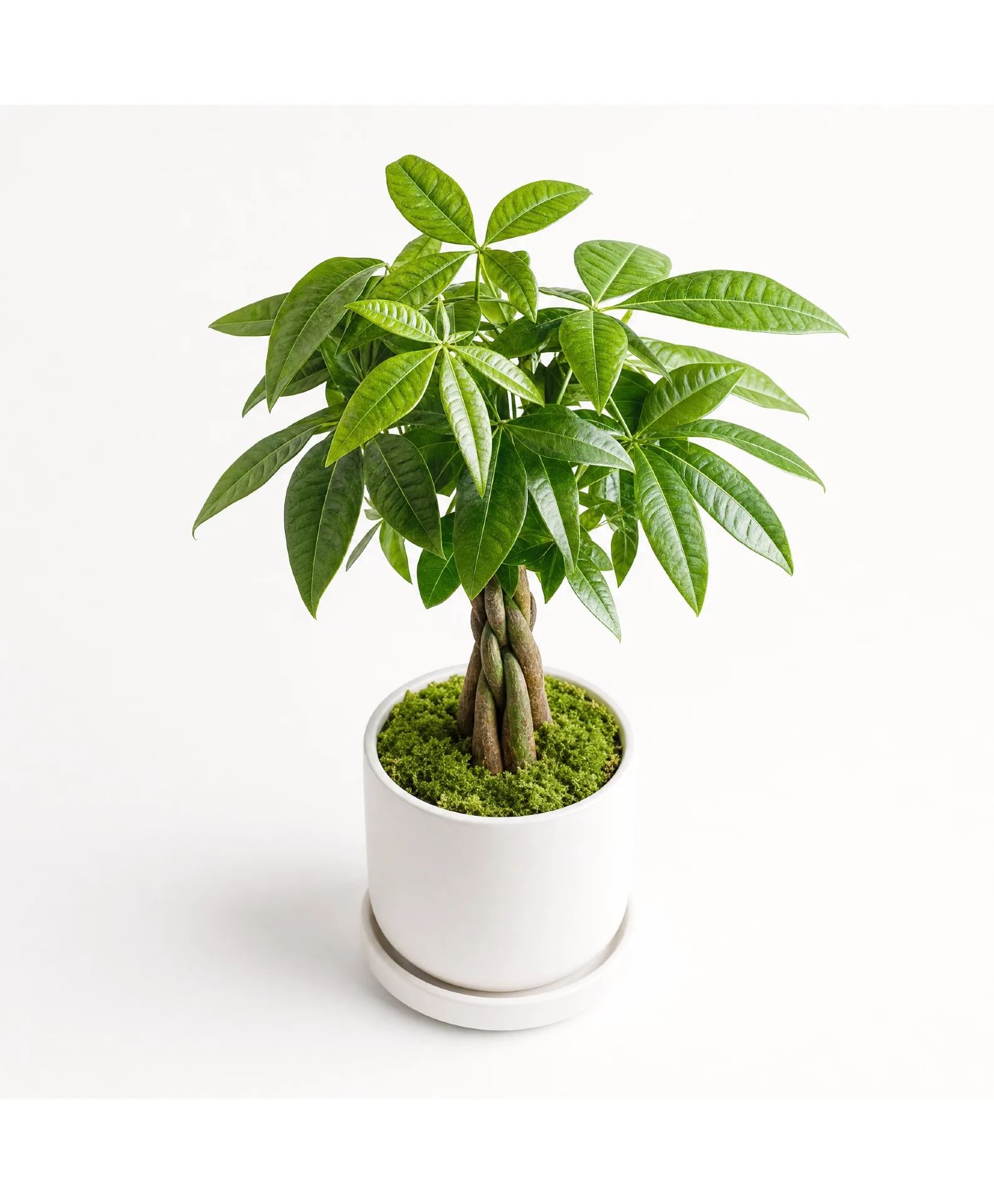 Prosperity Money Tree (Braided) Plant