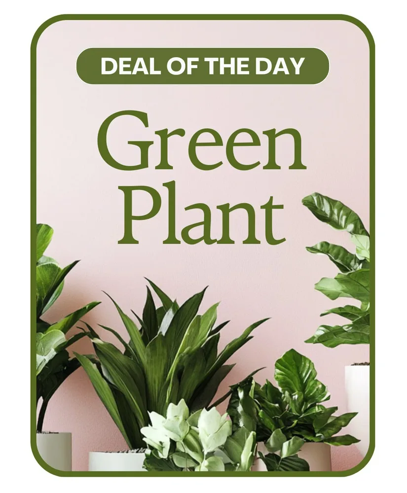 Green Plant Deal of the Day Flower Arrangement Green Plant Deal of the Day Flower Arrangement