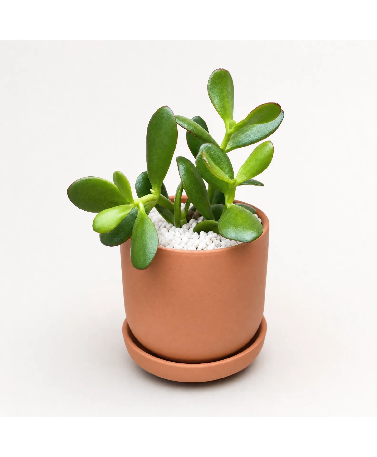 Lucky Jade Plant Plant Lucky Jade Plant Plant