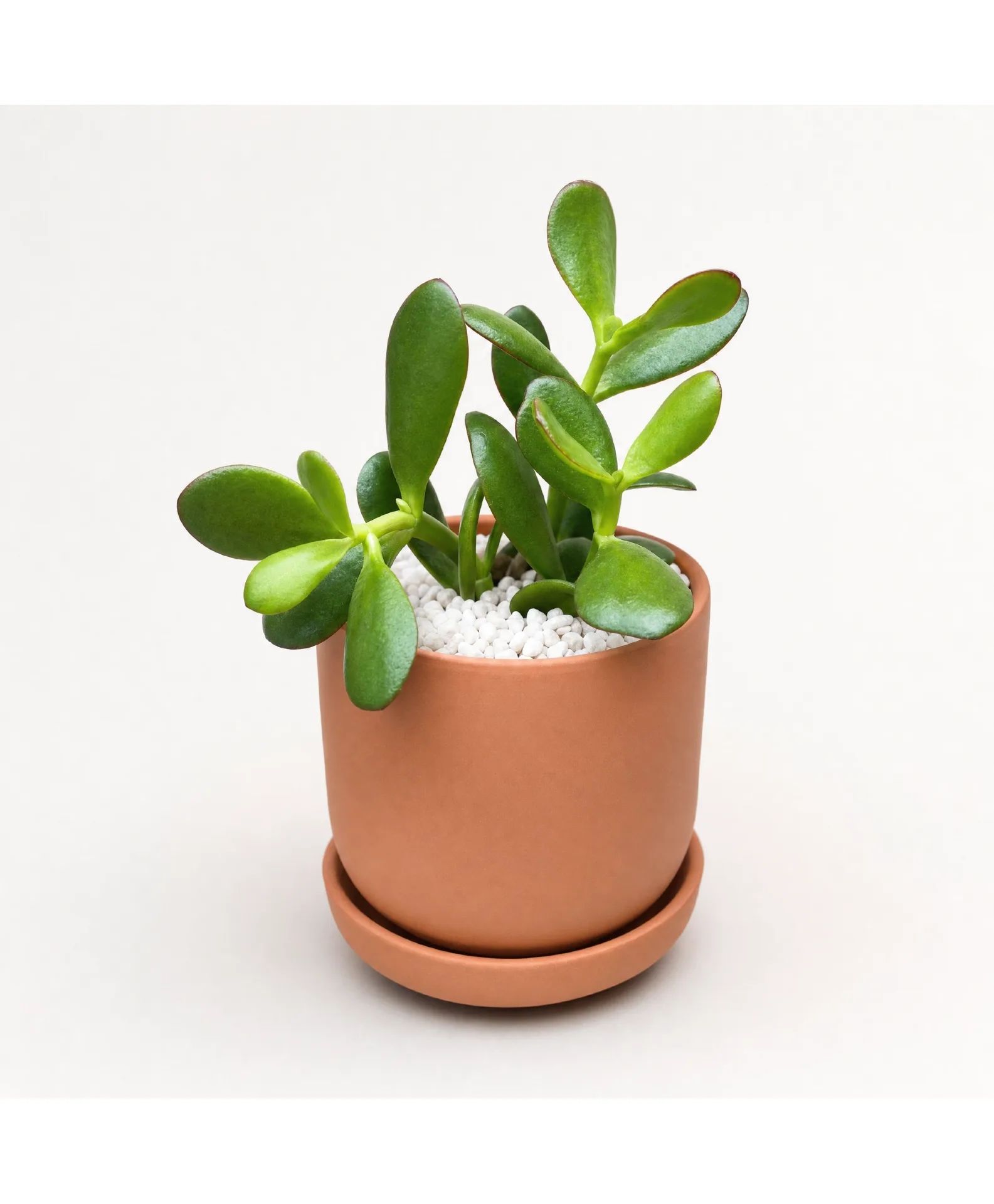 Lucky Jade Plant Plant
