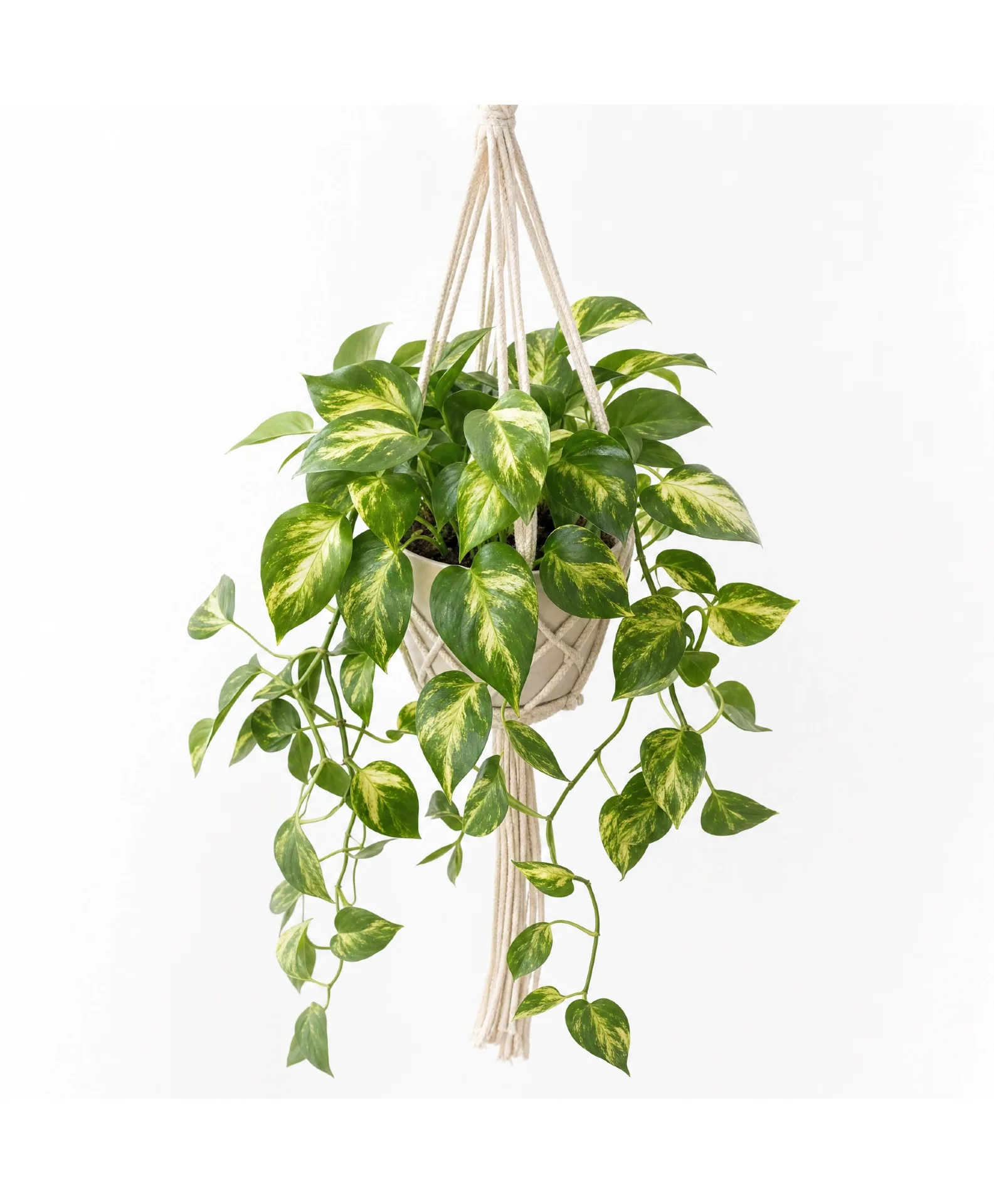 Cascading Golden Pothos Hanger Plant Cascading Golden Pothos Hanger Plant