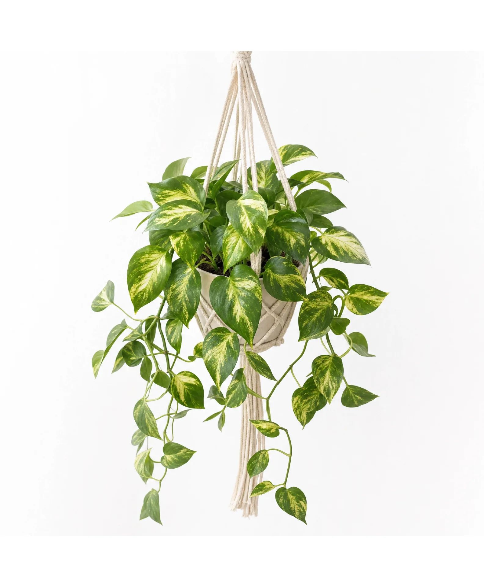 Cascading Golden Pothos Hanger Plant