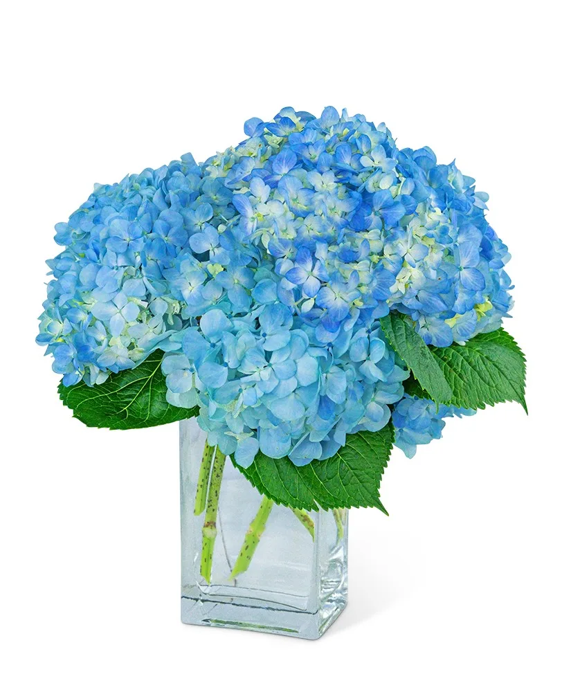 Hydrangeas In Blue Flower Arrangement Hydrangeas In Blue Flower Arrangement