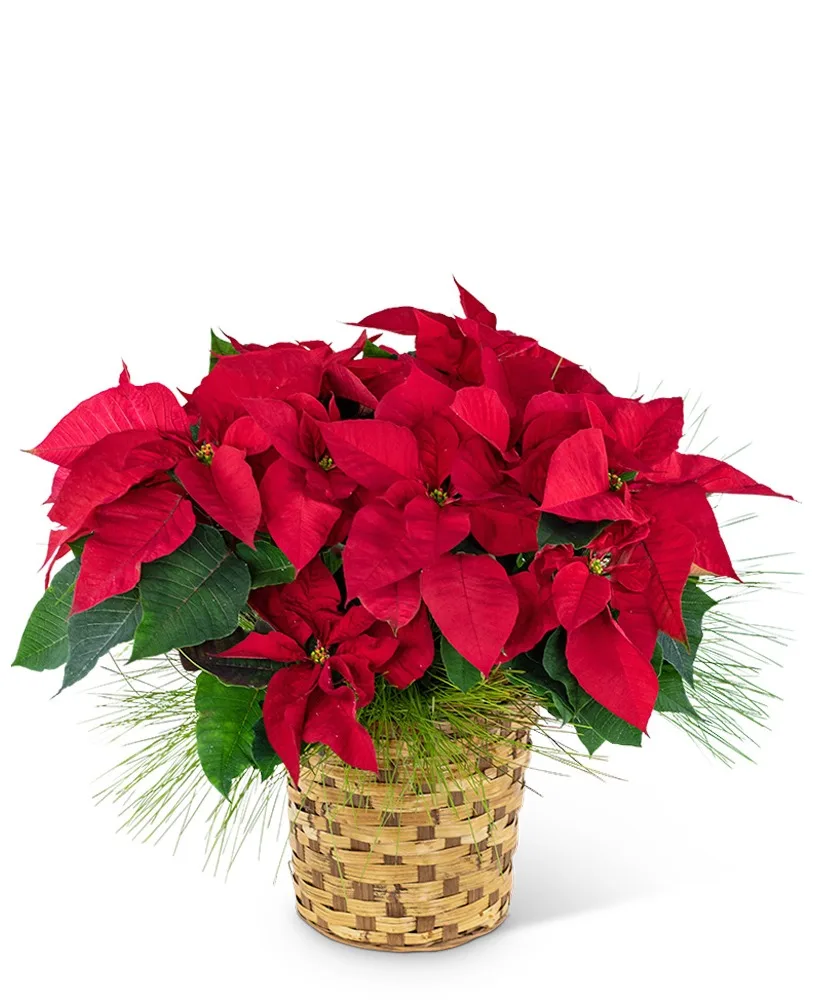 Red Poinsettia Basket Plant Red Poinsettia Basket Plant