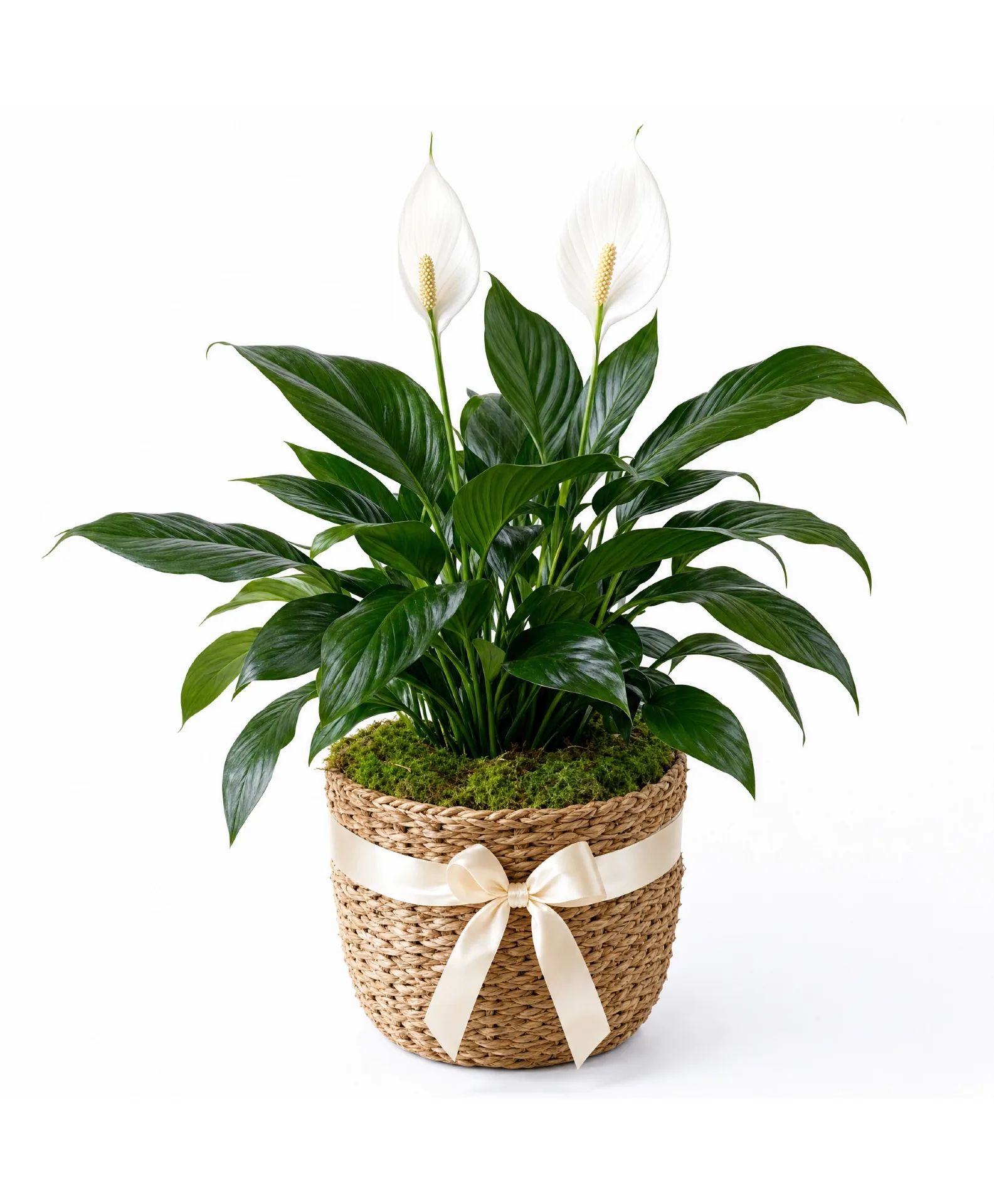 Peaceful Grace Lily Plant