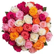 Roses (Complimentary Color) Roses (Complimentary Color) image