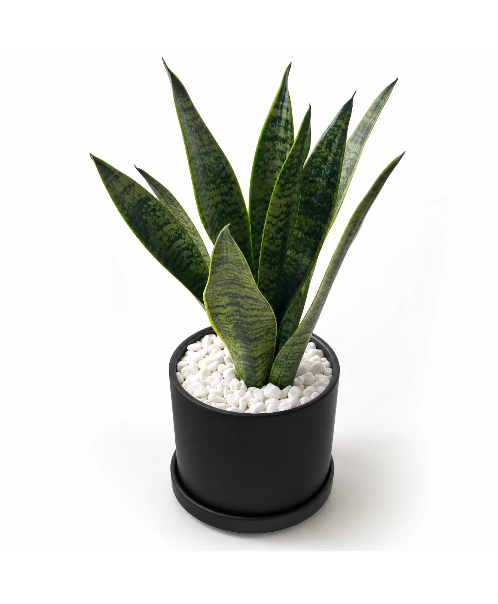 Indestructible Snake Plant Plant Indestructible Snake Plant Plant