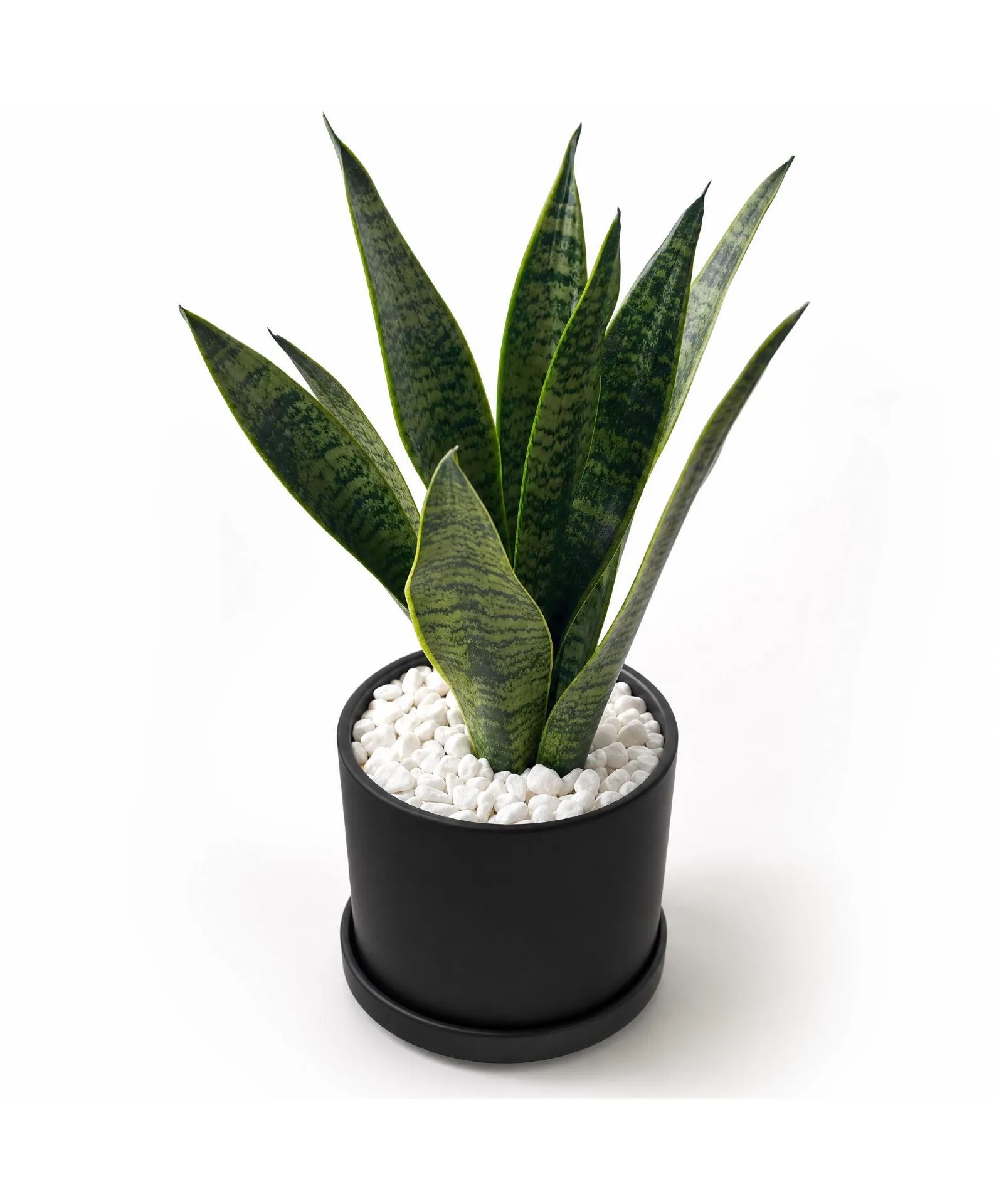 Indestructible Snake Plant Plant