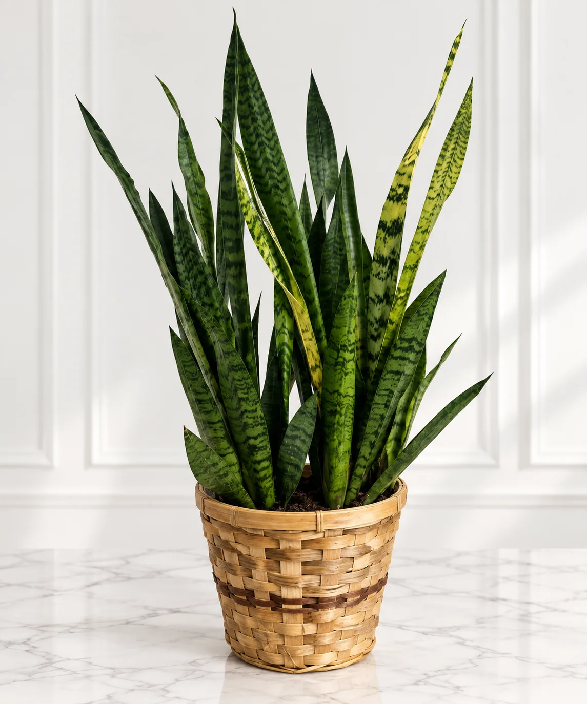 Snake Plant Snake Plant