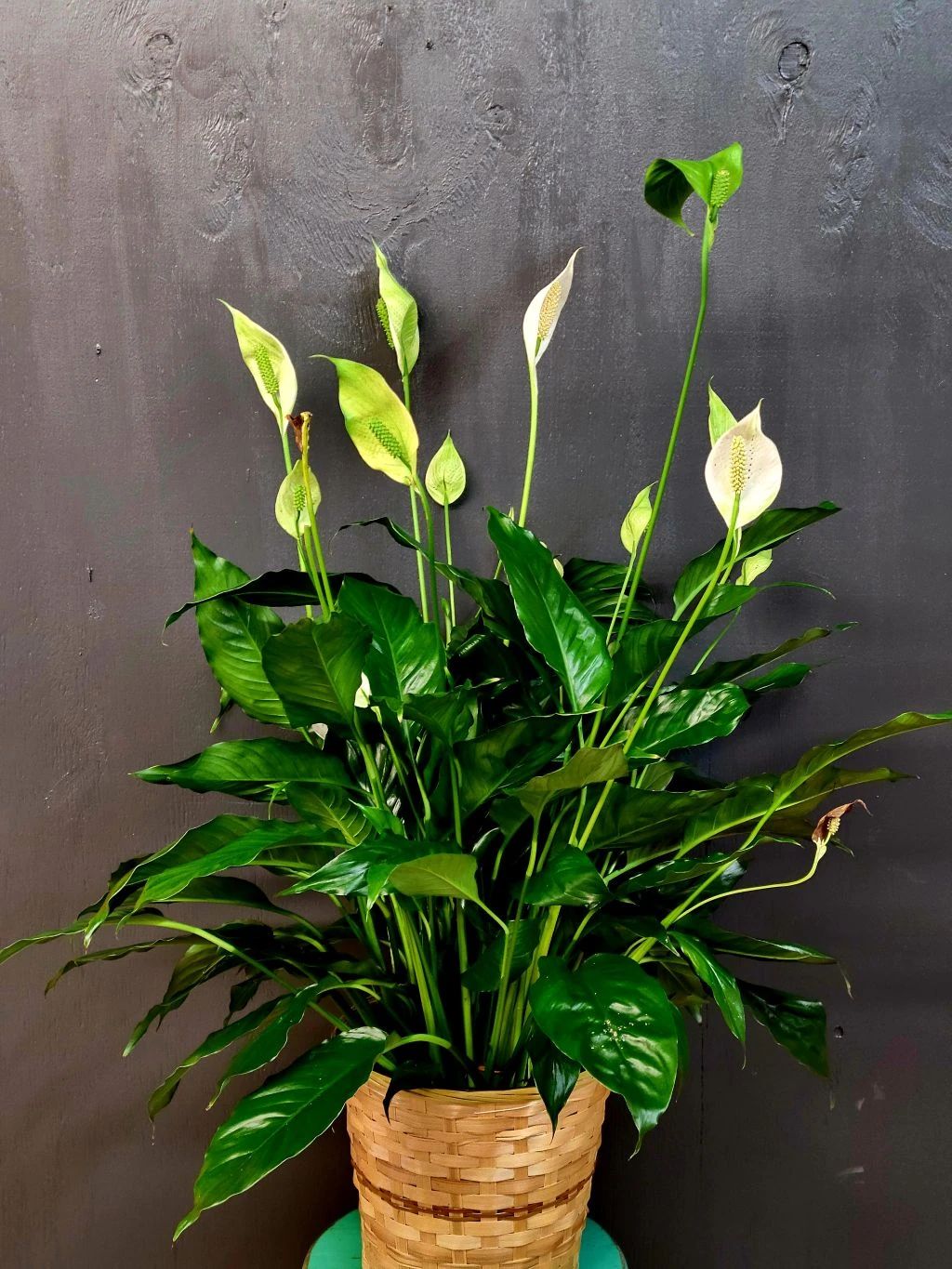 Plants collection