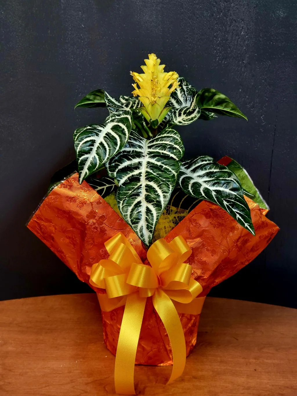 Zebra Aphelandra Zebra Aphelandra
