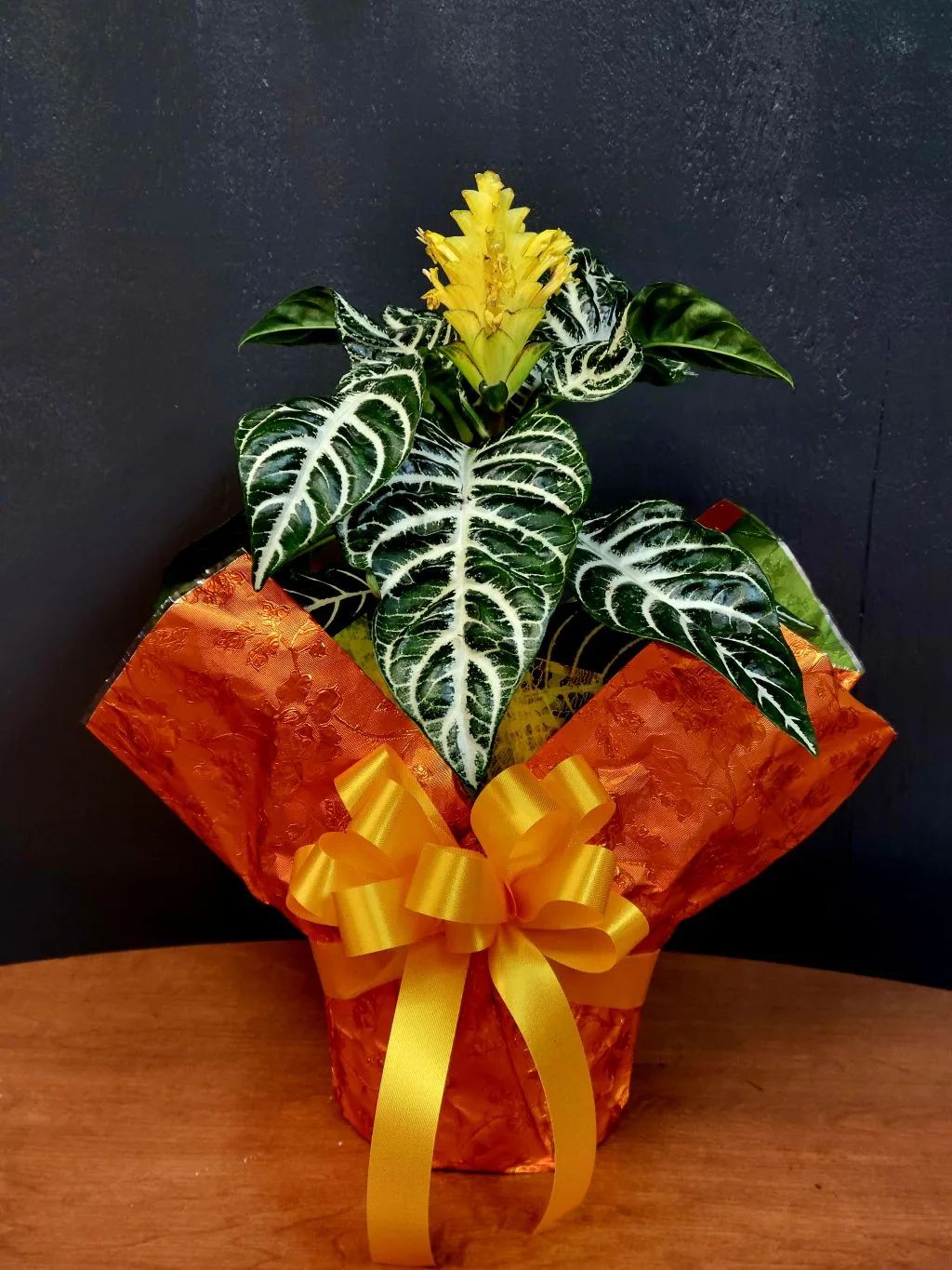 Zebra Aphelandra