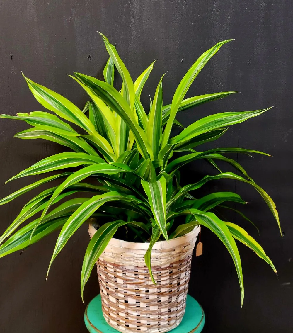 Corn Plant Corn Plant