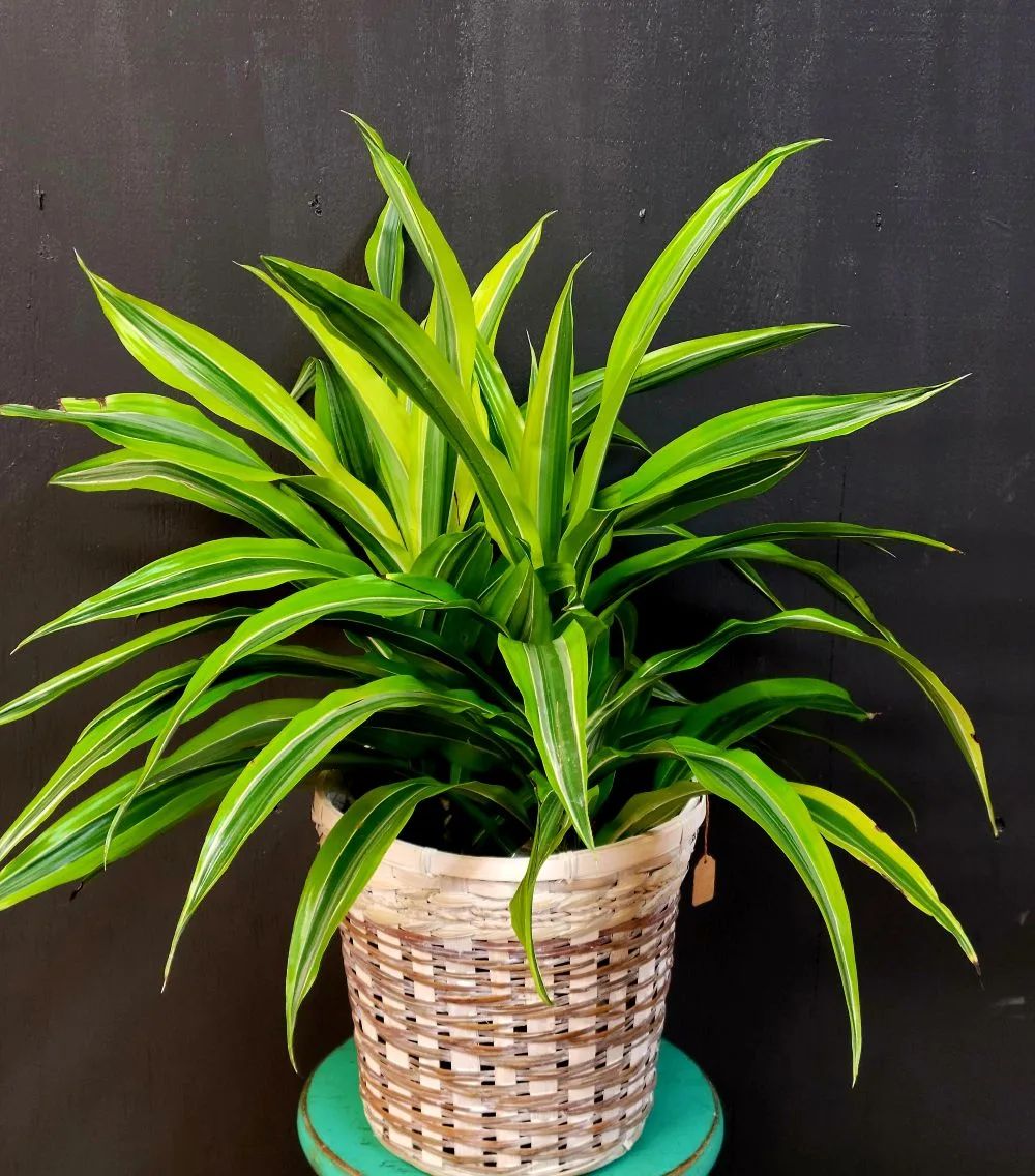 Corn Plant